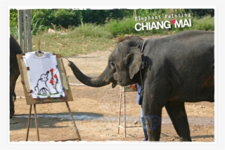 Elephant Portrait, - Indian Elephant