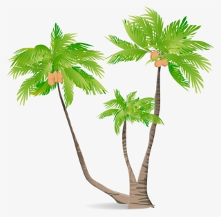 Arecaceae Green Coconut Illustration - Coconut Tree Illustration
