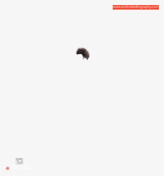 Hair Png - Pyrrharctia Isabella