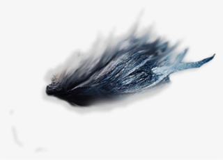 Eyebrows Png ➤ Download - Belted Kingfisher