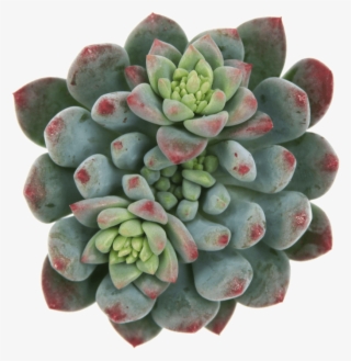 Echeveria Blue Elf