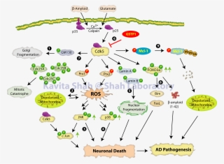 A Few Neurotoxic Pathways Discovered In Our Laboratory, - Cdk5 And Alzheimer's Disease