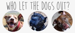 Heartland Humane - American Pit Bull Terrier