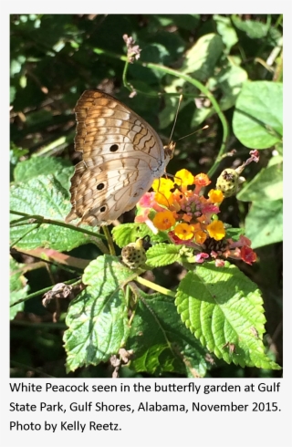 Whitepeacockcaption - Speckled Wood (butterfly