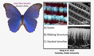 Liz/ @realscientists On Twitter - Pterin Pigment Of Butterfly