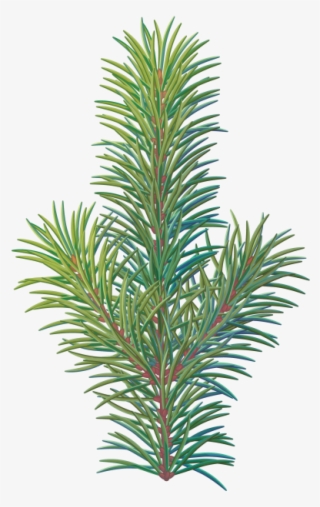 Pine Tree Branch - Christmas Tree
