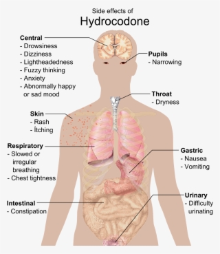 Dictionary Garcinia Cambogia Order Number 5409 48603 - Symptoms Of Ebola