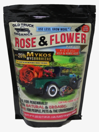 Oto Rose & Flower - Hybrid Tea Rose