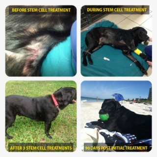 Dog Cell Therapy Treatment - Companion Dog