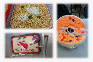 Cell Model - Dish