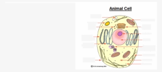 Location - Well Labelled Diagram Of Animal Cell