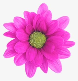 Daisy Purple Memphis Daisy Purple Memphis - Daisy
