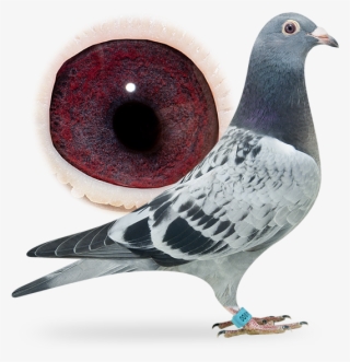 Nl16-1864800 - Rock Dove