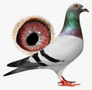 Breeder - Rock Dove