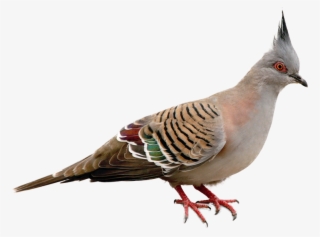 Masked Birds Crested Color - Crested Pigeon Png