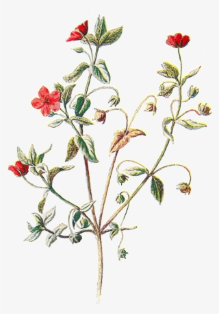 Scarlet Pimpernel Flower Botanical