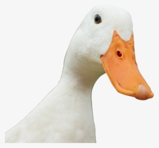 Duck Quack Png - Duck