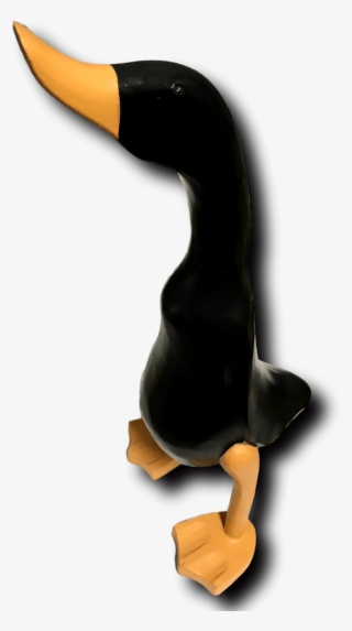 Black Duck - Duck