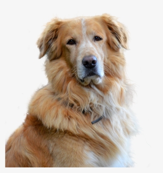 Embark Guide To Golden Retrievers - แชมพู สุนัข ขน สวย หนา นุ่ม