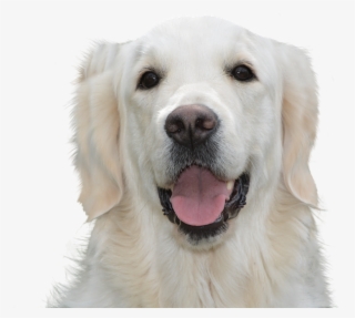 Dog Free, Golden Retriever, Pet, Hundeportrait, Young - Stop Dog From Licking Paws Home Remedy