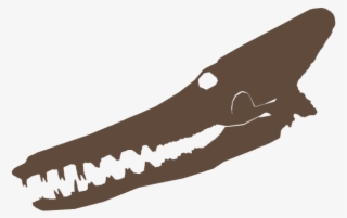 Kutchicetus - Crocodile