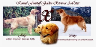 Golden Retriever A-litter Plan
