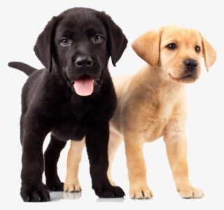 Golden Retriever Puppies - Yellow And Black Lab