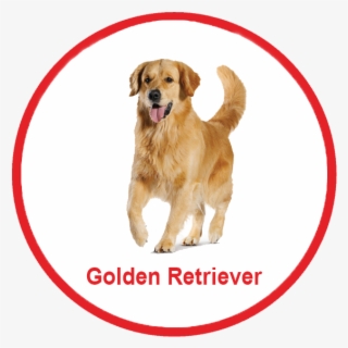 Royal Canin Malaysia - Malaysia Puppy Golden Retriever