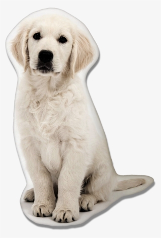 Golden Retriever Dog Pillow - Golden Retriever Wallpaper Iphone X