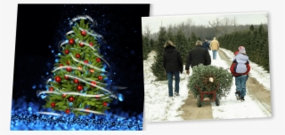 Tree Of Lights - People Buying Christmas Trees