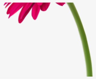 Gerbera Clipart Pink Daisy - Barberton Daisy