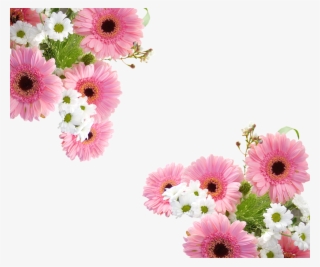 Gerbera Schnittblume Pink - Gerbera Png