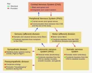 Motivation And Nervous System And Emotion - Fill In The Boxes And Indicate The Function Of Each
