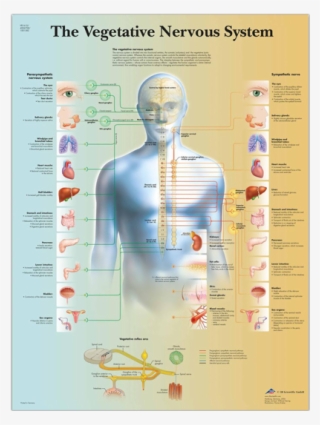 Vegetative Nervous System - Lamina Del Sistema Nervioso Vegetativo
