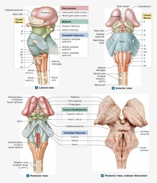 Cranial Nerves, Spinal Cord, Med School, Nervous System, - Brain Stem Anterior View