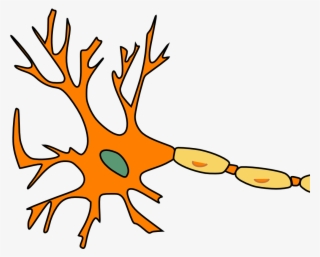 Neuron Pixabay 02052019 - Motor Neuron Not Labeled