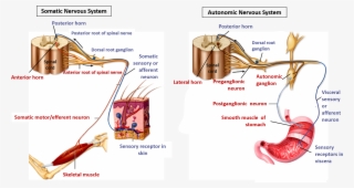 Parasympathetic Nervous System - Diagram