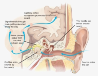 Mechanism Of Hearing
