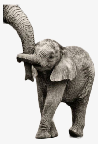 Cahorro Sentado Elefante Baby Em Png - Thank You Moving Animation Elephant