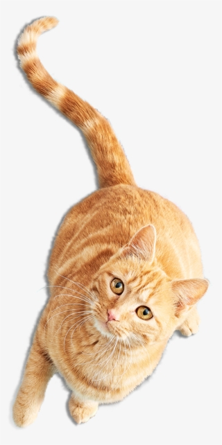 El Sitio Purrrfecto Para Los Amantes De Los Gatos - Gatos Png