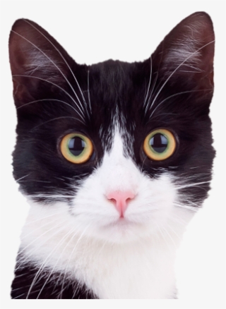 Previousnextplaystop - Cute Black And White Cats