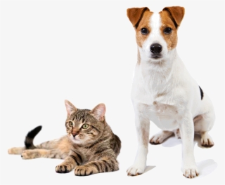 Composición - Poem English About Cat