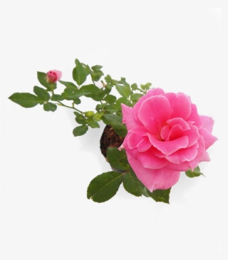Bunga Mawar Pink Png - Garden Roses