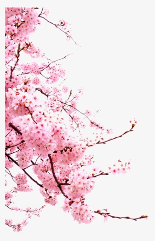 Bunga-png - Japanese Cherry Blossom Png