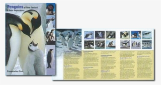 Presentation Pack - King Penguin