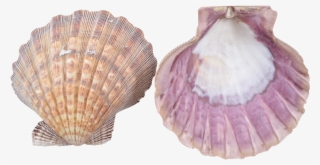 Scallop Shell