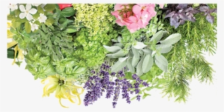 Abojut - Banner - Plants - Bouquet