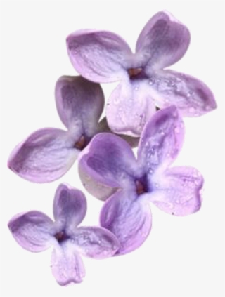 Lavender Sticker - Planta De Seda Png