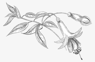 Pencil Png, Colouring, Coloring Books, Flower Patterns, - Line Art