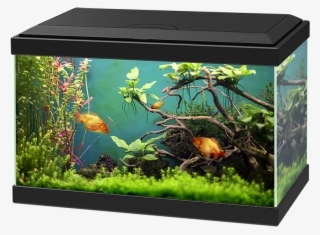 Aquarium Png